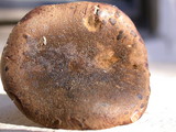 Phylloporus arenicola image