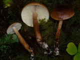 Tricholoma batschii image
