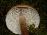 Tricholoma batschii image