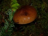 Tricholoma batschii image