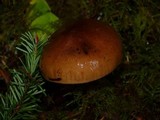 Tricholoma batschii image