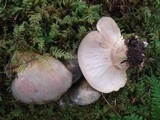 Sarcomyxa serotina image