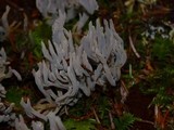 Helminthosphaeria clavariarum image