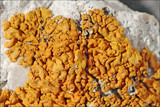 Xanthoria calcicola image