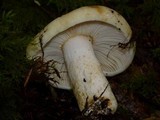 Russula crassotunicata image
