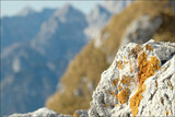 Xanthoria calcicola image
