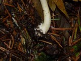 Inocybe mixtilis image