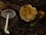 Inocybe mixtilis image