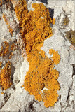 Xanthoria calcicola image