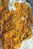 Xanthoria calcicola image