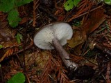 Lactarius pseudomucidus image