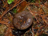 Lactarius pseudomucidus image
