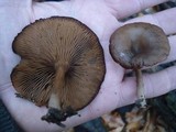 Pseudoclitocybe cyathiformis image