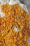Xanthoria calcicola image