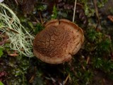 Inocybe hirsuta var. maxima image