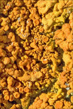 Xanthoria calcicola image