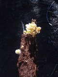 Chrysomphalina aurantiaca image