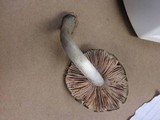Pluteus americanus image