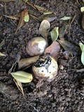Phallus hadriani image