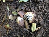Phallus hadriani image