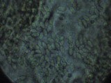 Phallus hadriani image