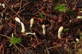 Hypocrea leucopus image