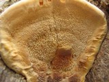 Hapalopilus rutilans image