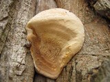 Hapalopilus rutilans image