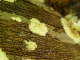 Coniophora puteana image