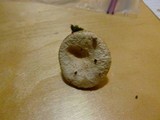 Lactarius pubescens image