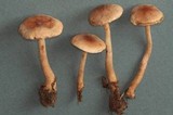 Hebeloma candidipes image
