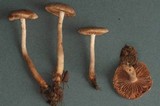 Hebeloma candidipes image