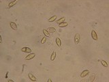Hebeloma candidipes image