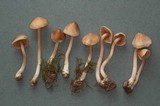 Inocybe sindonia image