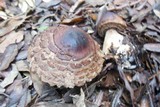 Chlorophyllum rachodes image