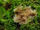 Merulius tremellosus image