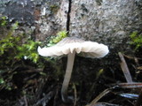 Mycena abramsii image