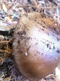 Amanita pachycolea image