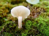 Clitocybe albofragrans image