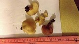 Tricholomopsis rutilans image
