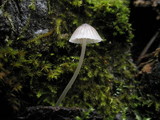 Mycena abramsii image