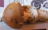 Amanita badia image