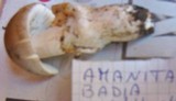 Amanita badia image