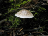 Mycena abramsii image