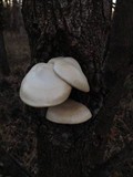 Hypsizygus ulmarius image