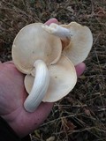 Hypsizygus ulmarius image