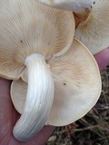 Hypsizygus ulmarius image