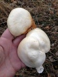 Hypsizygus ulmarius image