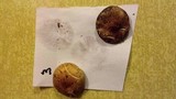 Hypholoma capnoides image
