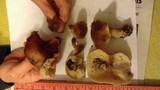 Rhodocollybia butyracea image